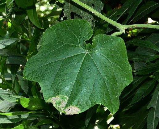 {Sicyos angulatus}